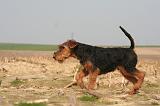 WELSH TERRIER 073